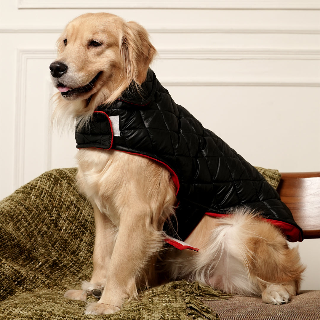 Black Luxe Quilted Pet Jacket with Red Collar – Bold Red Winter Pet Jacket