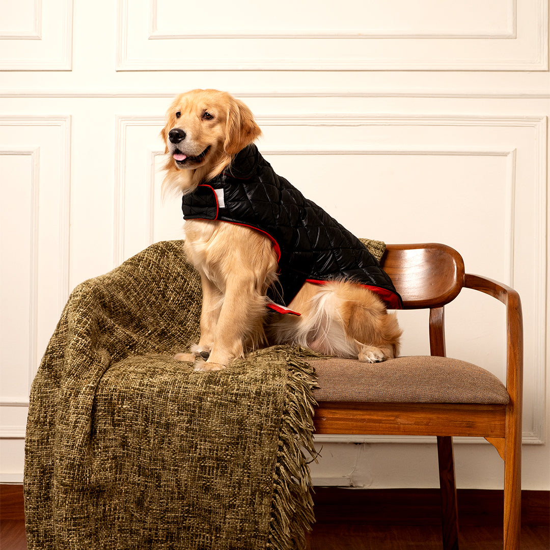 Black Luxe Quilted Pet Jacket with Red Collar – Bold Red Winter Pet Jacket