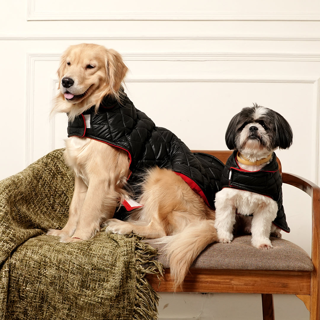 Black Luxe Quilted Pet Jacket with Red Collar – Bold Red Winter Pet Jacket