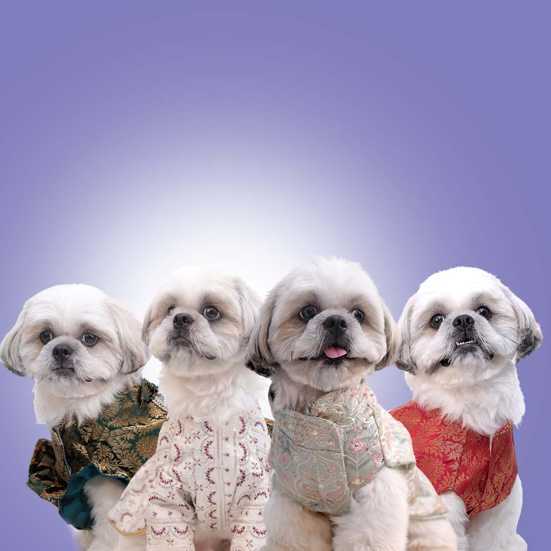 Festive Wear