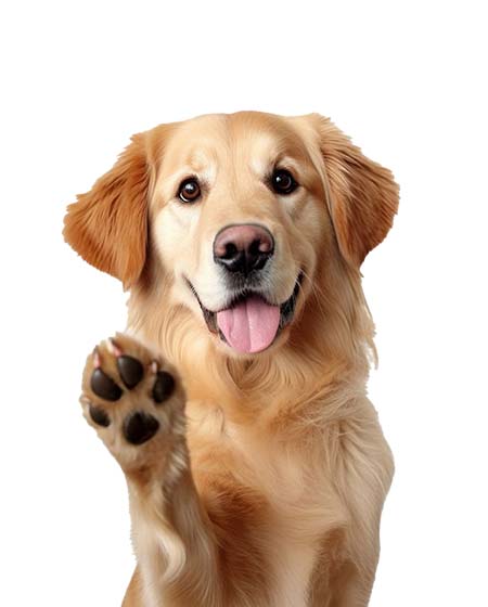 For Dogs