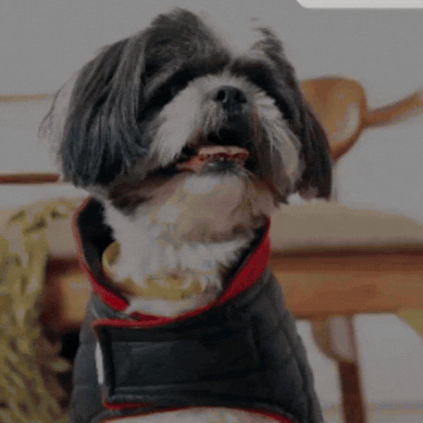 Black Luxe Quilted Pet Jacket with Red Collar – Bold Red Winter Pet Jacket