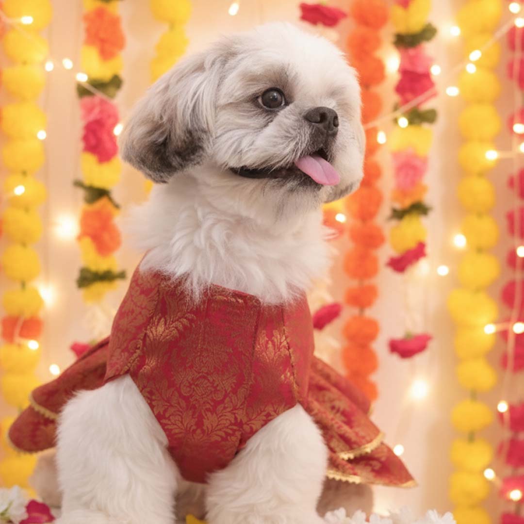Maharani Pet Lehenga