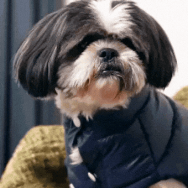 Midnight Puff Jacket – Sleek Blue Winter Pet Jacket