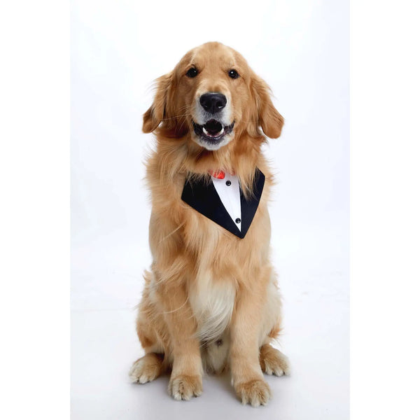 Furryfits Black Tux Bandana – Stylish & Elegant Pet Accessory