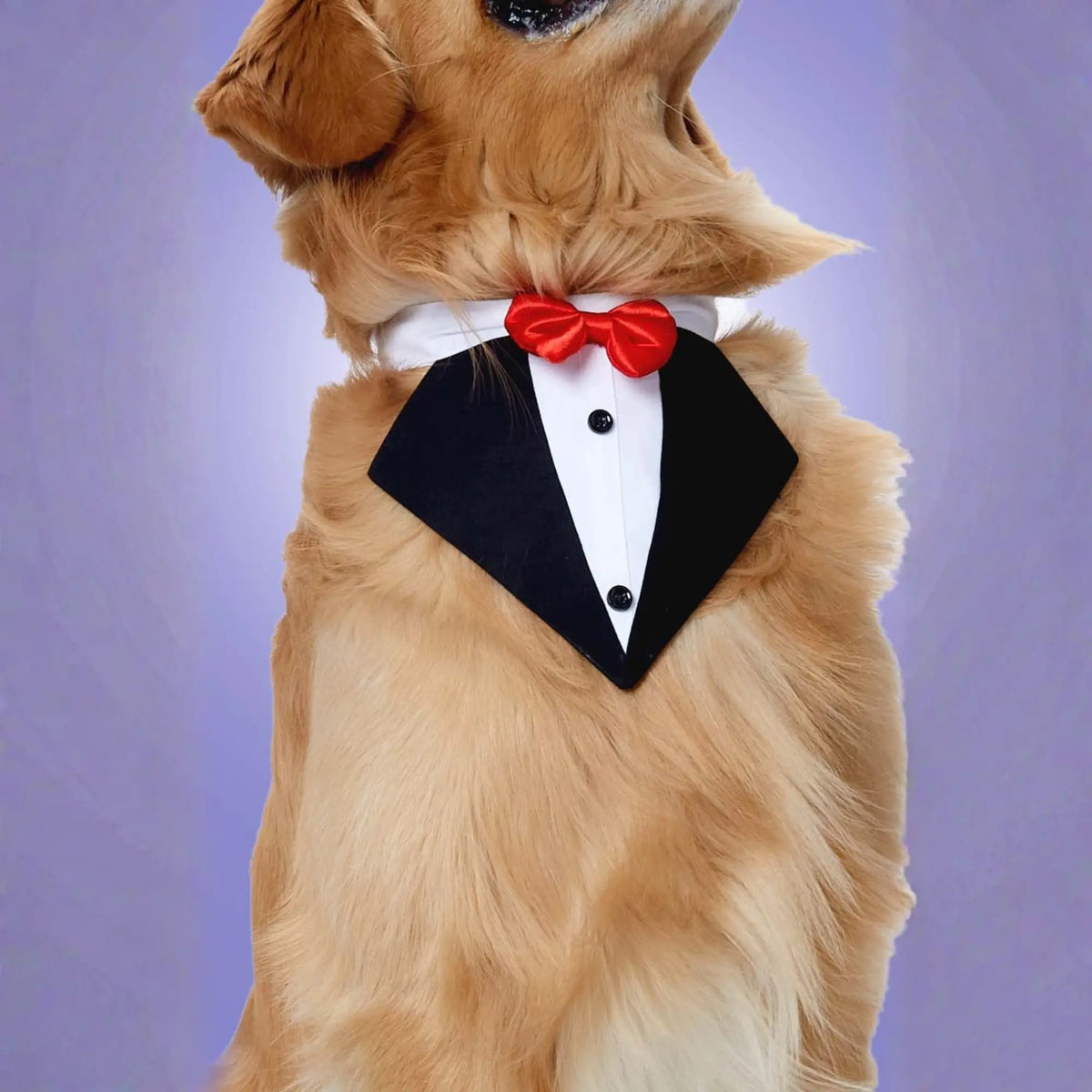 Furryfits Black Tux Bandana – Stylish & Elegant Pet Accessory