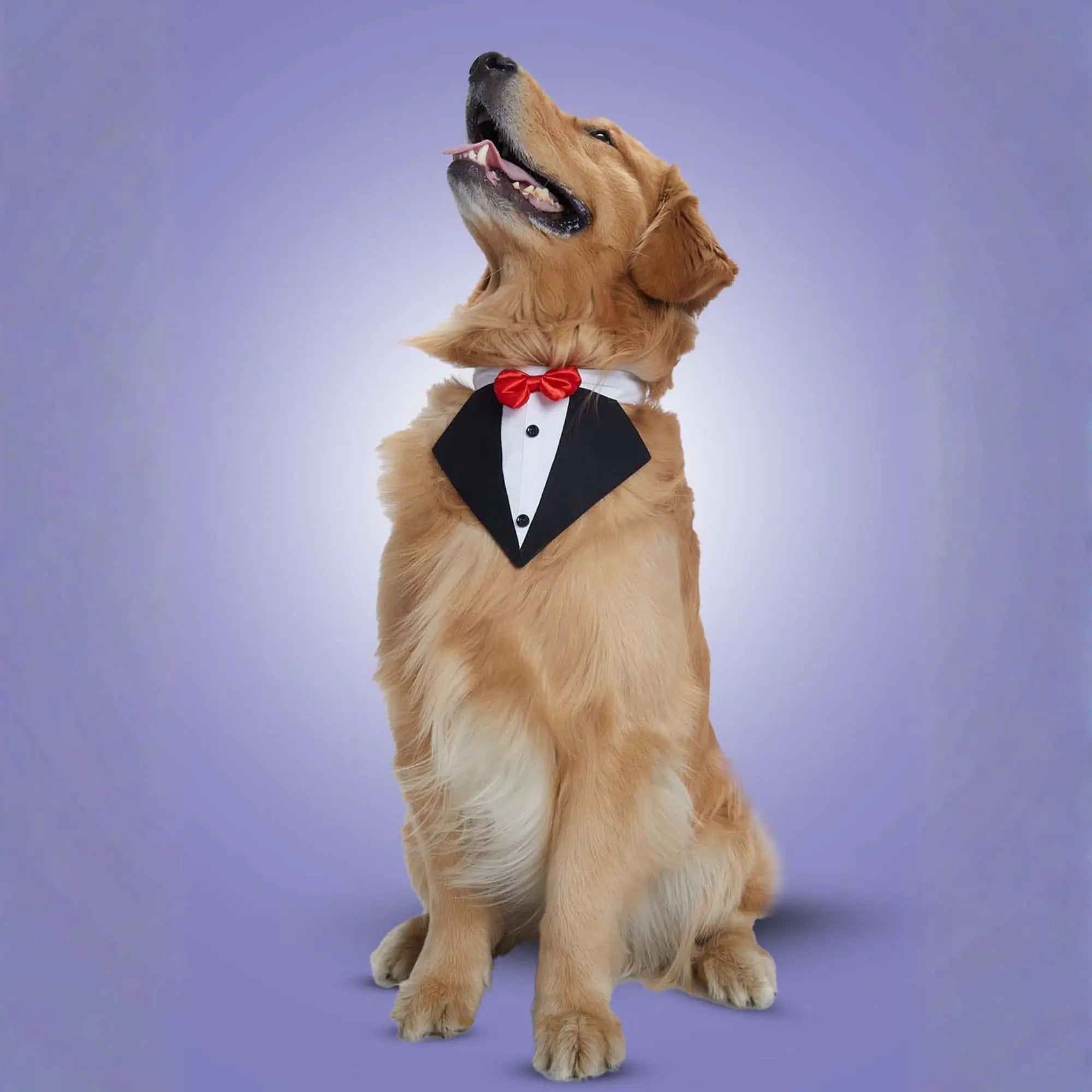 Furryfits Black Tux Bandana – Stylish & Elegant Pet Accessory