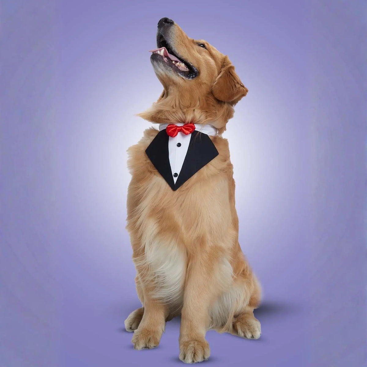 Furryfits Black Tux Bandana – Stylish & Elegant Pet Accessory