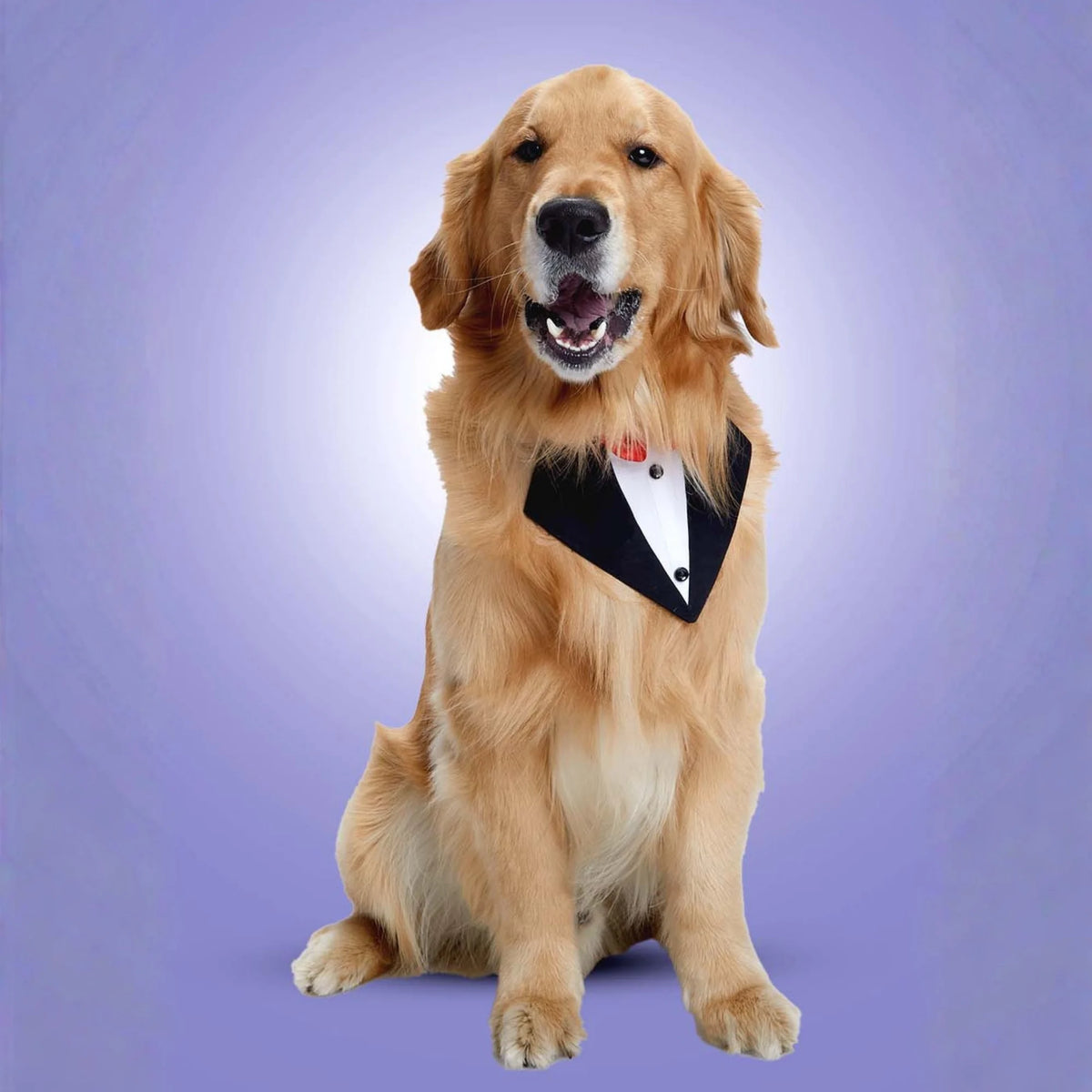 Furryfits Black Tux Bandana – Stylish & Elegant Pet Accessory