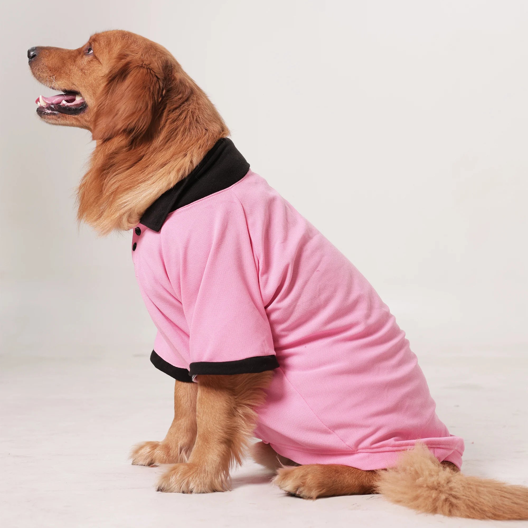 Comfort Polo Tee- Polycotton Everyday Dog T-Shirt