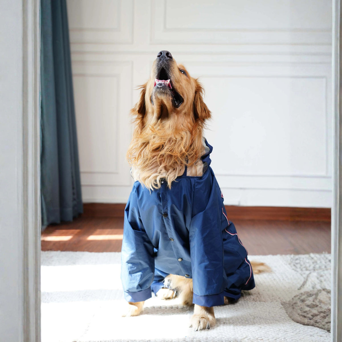 Waterproof Dog Raincoat with Transparent Hood – Lightweight Protective Rain Jacket for Dogs