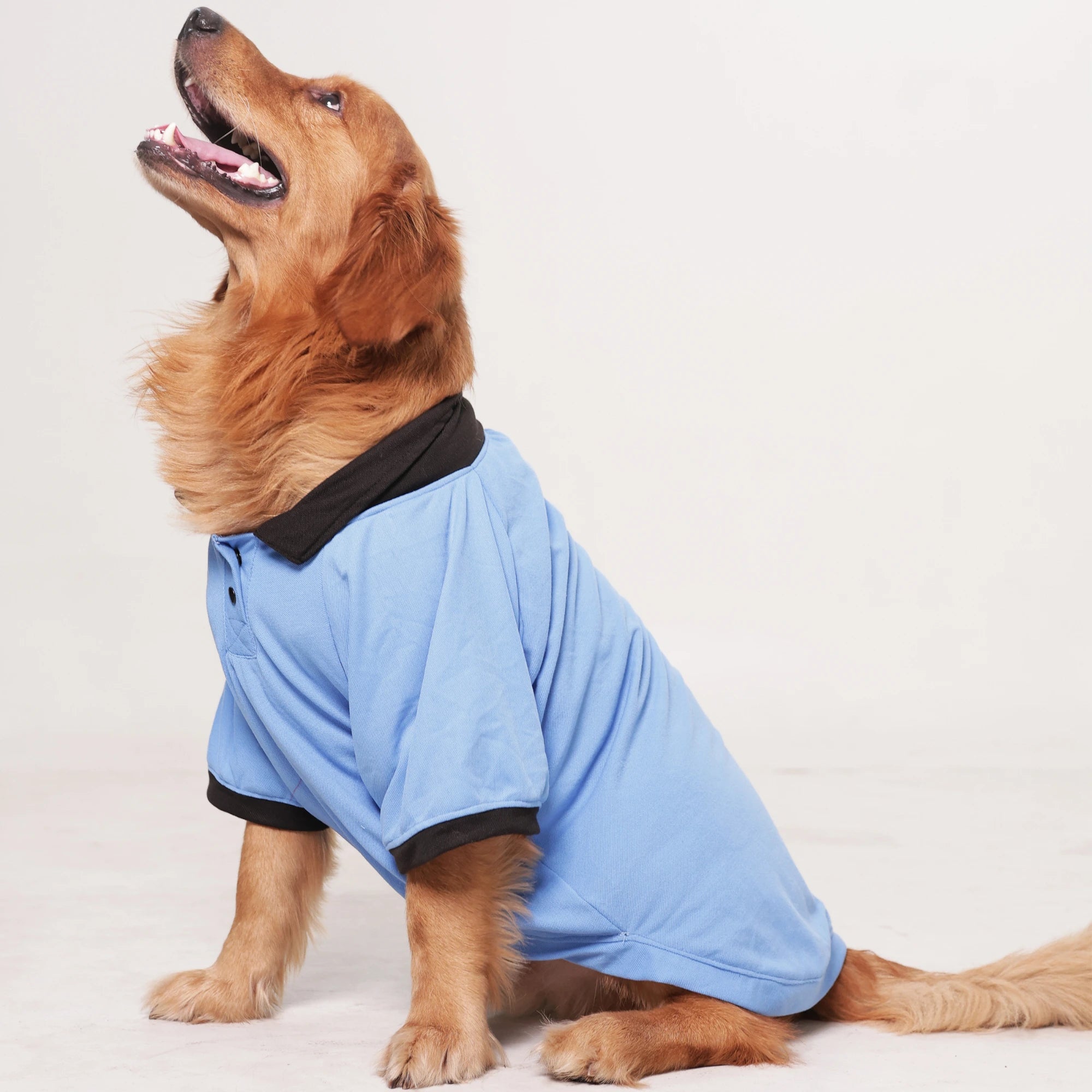 Classic Sky Blue Dog Polo T-Shirt – Smart Casual Collar Shirt for Everyday Wear