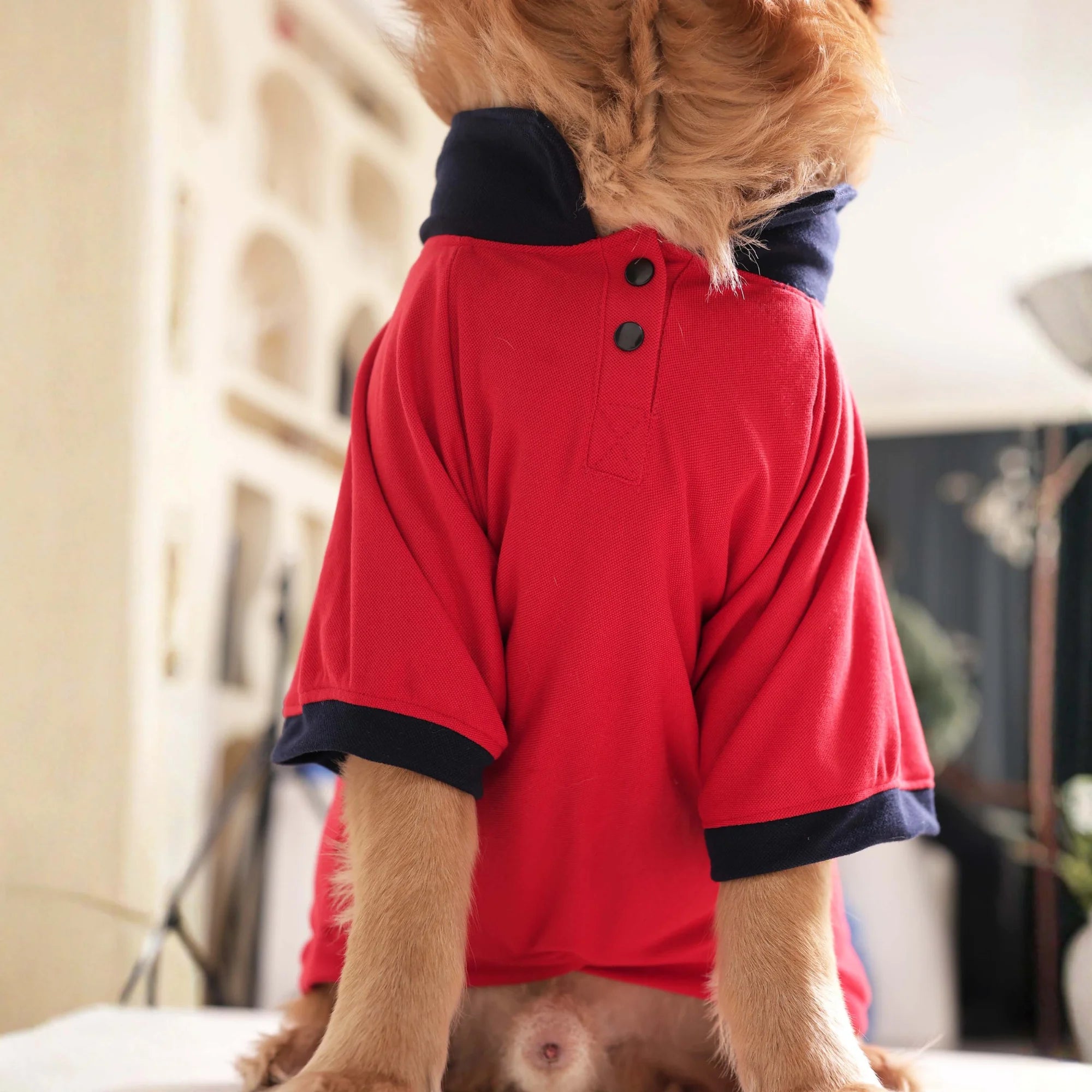 Classic Polycotton Polo Dog T-Shirt- Smart Casual Everyday Wear (Red)