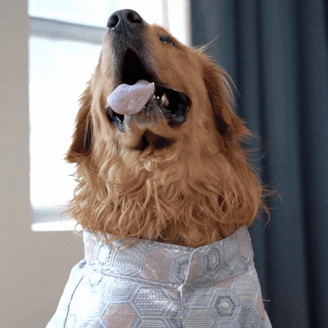 Hexa Monosilk Designer Dog Kurta Geometric Festive Ethnic Wear for Dogs
