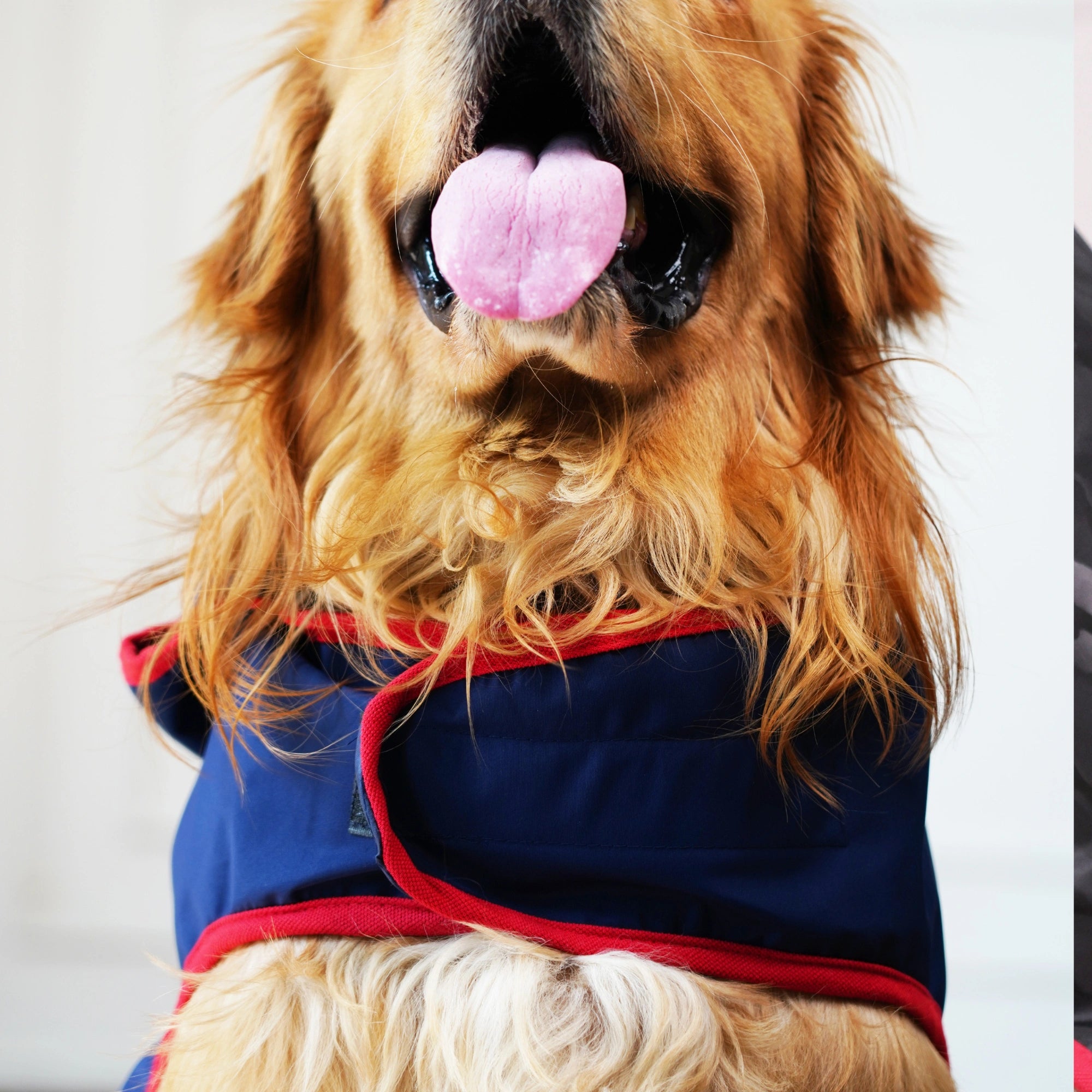 Happy Paws Printed Waterproof Dog Raincoat – Cartoon Monsoon Rain Jacket for Dogs