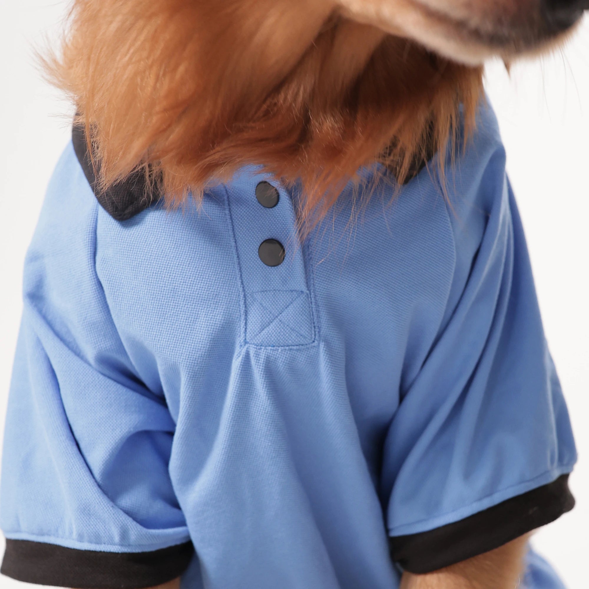Classic Sky Blue Dog Polo T-Shirt – Smart Casual Collar Shirt for Everyday Wear