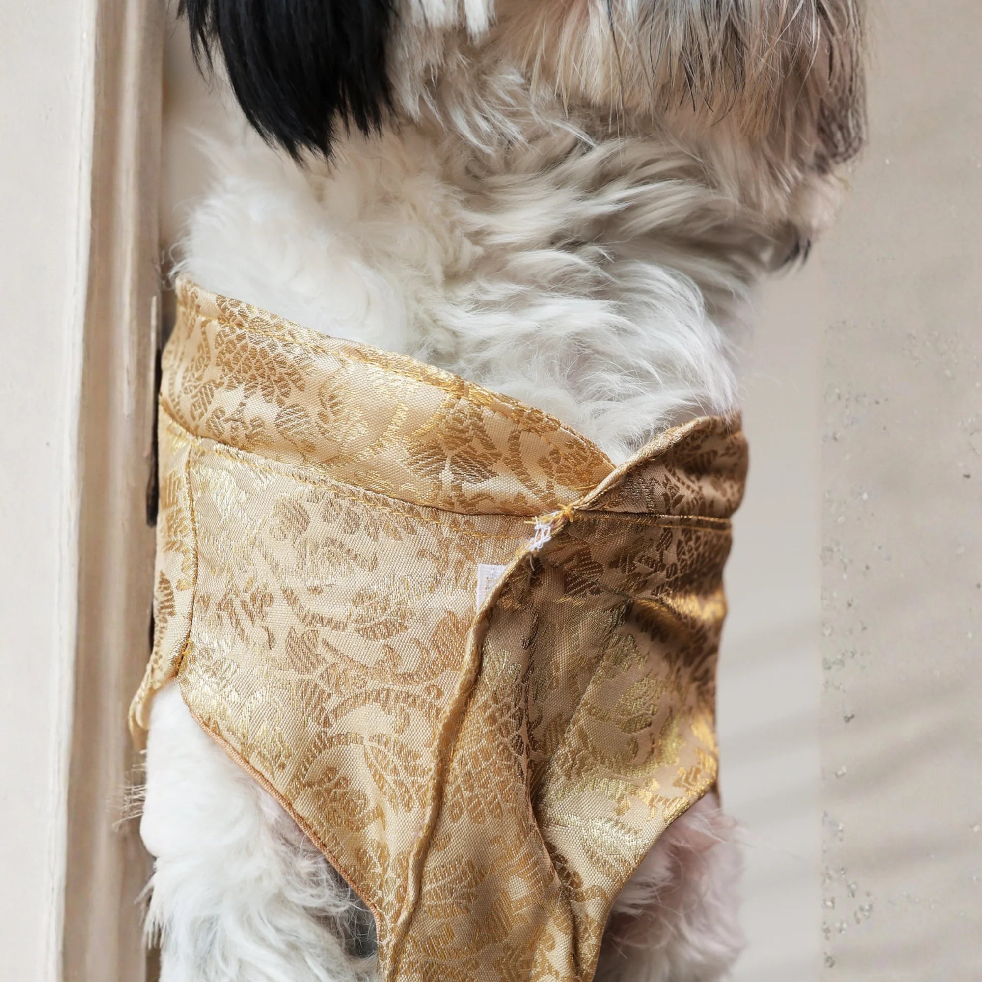 Royal Rajwada Dog Kurta- Brocade Wedding & Festive Ethnic Wear