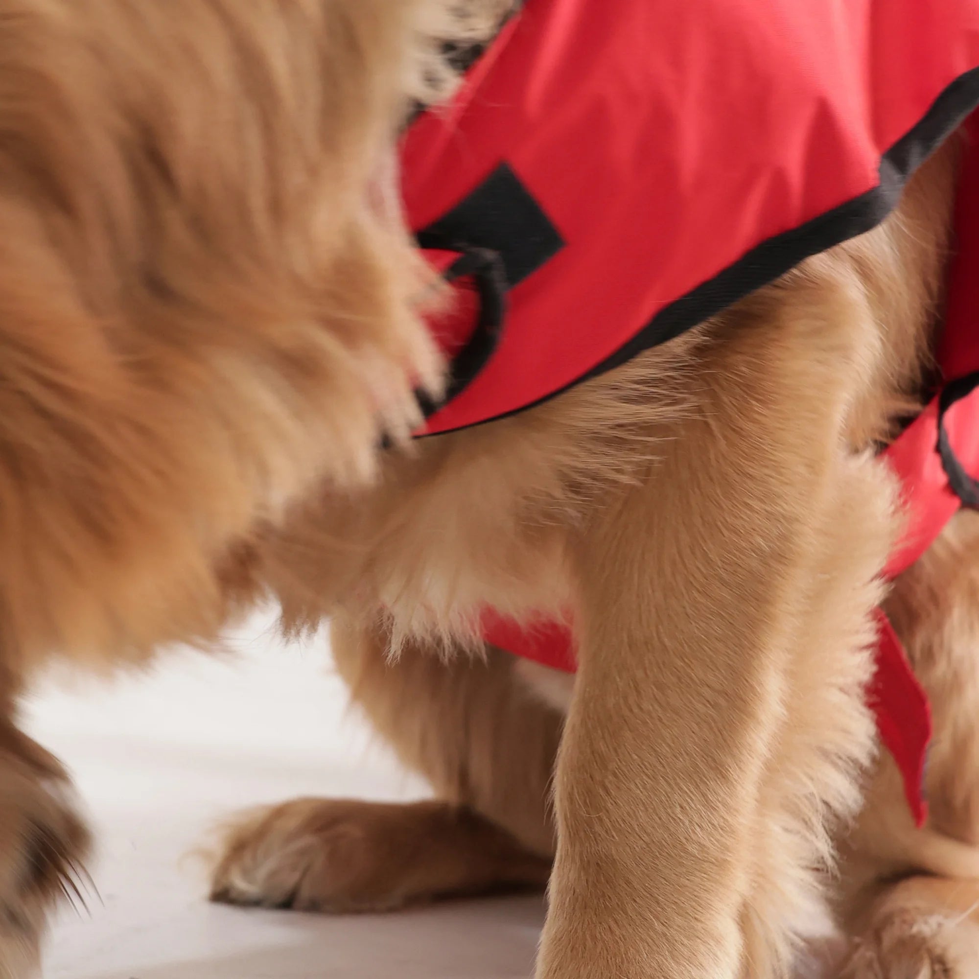 Happy Paws Printed Waterproof Dog Raincoat- Lightweight Cartoon Monsoon Jacket