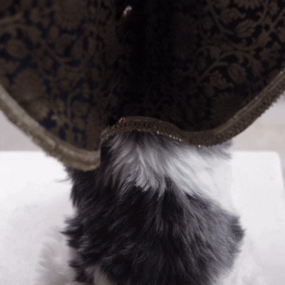 Royal Brocade Dog Kurta – Luxury Wedding & Festive Ethnic Wear (Navy & Gold)