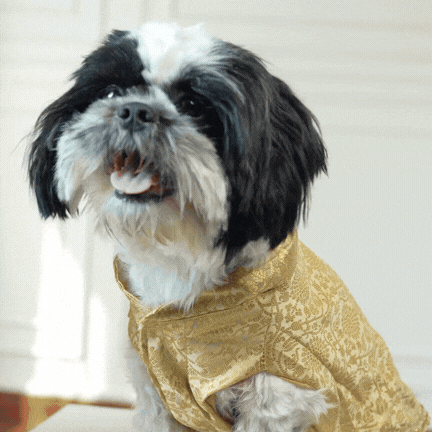 Royal Rajwada Dog Kurta- Brocade Wedding & Festive Ethnic Wear