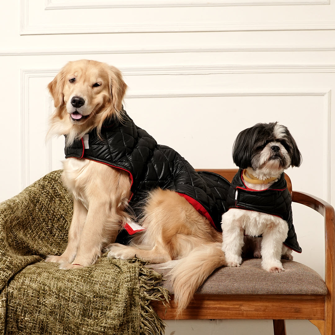 Black Luxe Quilted Pet Jacket with Red Collar – Bold Red Winter Pet Jacket