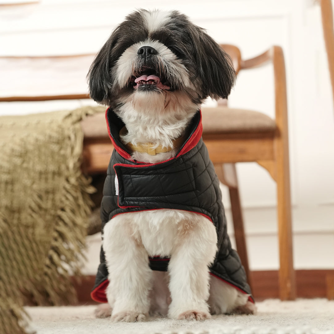 Black Luxe Quilted Pet Jacket with Red Collar – Bold Red Winter Pet Jacket