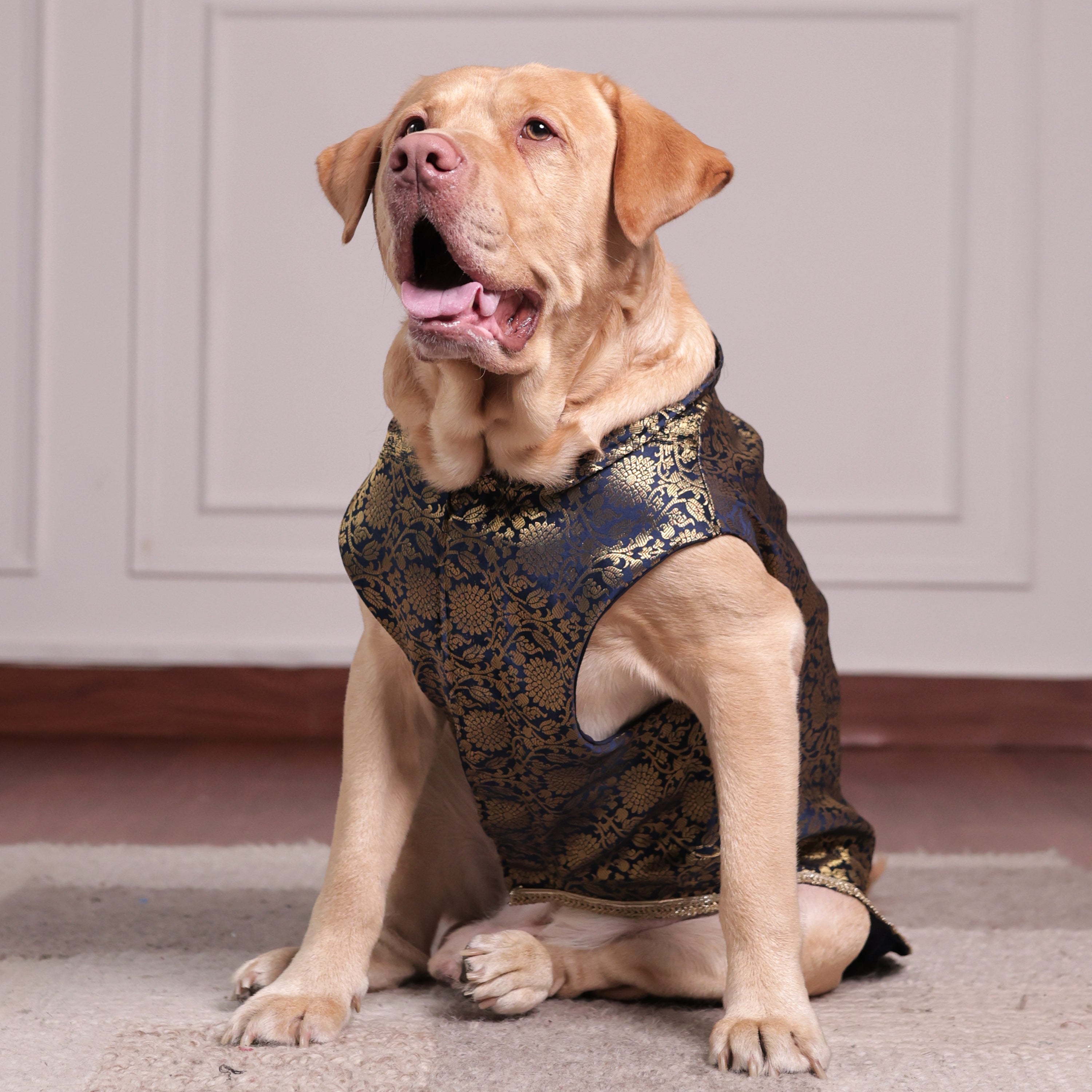 Royal Brocade Dog Kurta – Luxury Wedding & Festive Ethnic Wear (Navy & Gold)