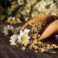 Chamomile