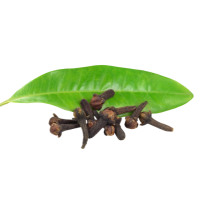 Clove Leaf