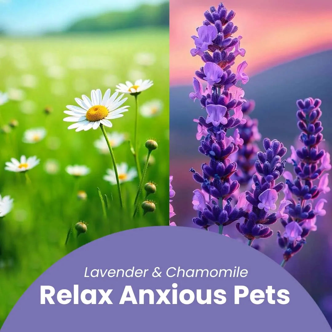 Furryfits No-Rinse Instant Dry Bath Shampoo Spray for Dogs & Cats - Lavender & Chamomile, Waterless 200 ml