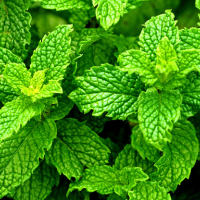 Peppermint