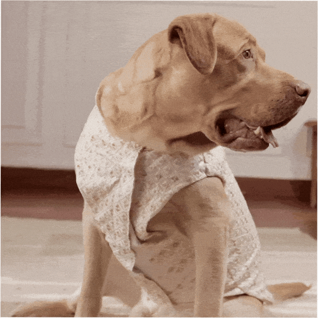 Luxe Pastel Festive Dog Kurta- Regal Monosilk Wedding Outfit