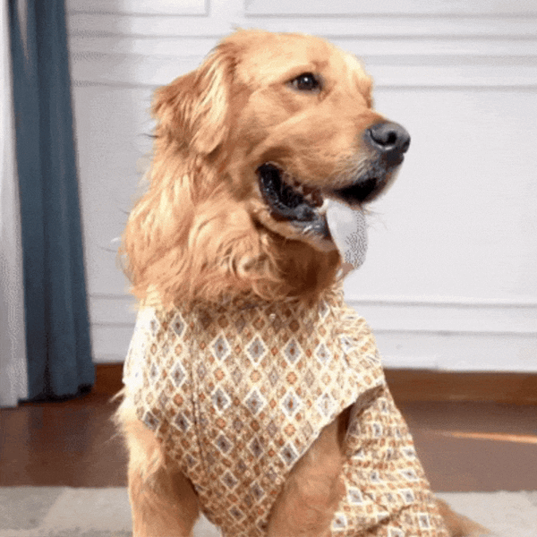 Heritage Print Ethnic Dog Kurta- Lightweight Festive & Party Wear