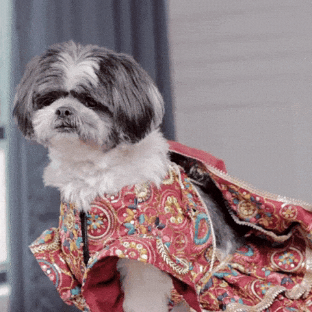 Luxury Embroidered Dog Lehenga – Royal Wedding & Festive Couture Wear (Red Multicolor)