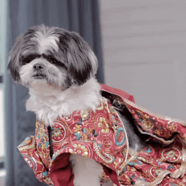 Luxury Embroidered Dog Lehenga – Royal Wedding & Festive Couture Wear (Red Multicolor)